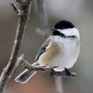 Meet your Posher, Ella